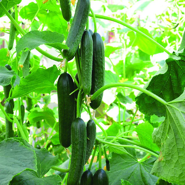 Cucumber Merlin F1 Seeds - Image 4
