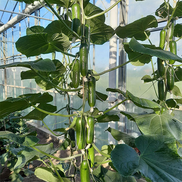 Cucumber Party Time Seeds - Image 3