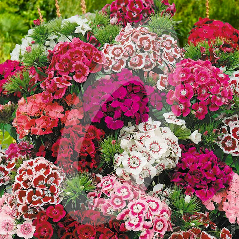 Dianthus Barbatus 'Sweet William Super Double Mixed' Cut Flower Seeds - Image 2