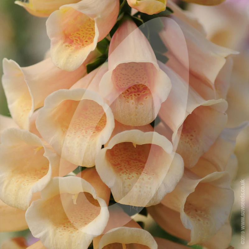 Digitalis 'Dalmatian Peach' Cut Flower Seeds - Image 2