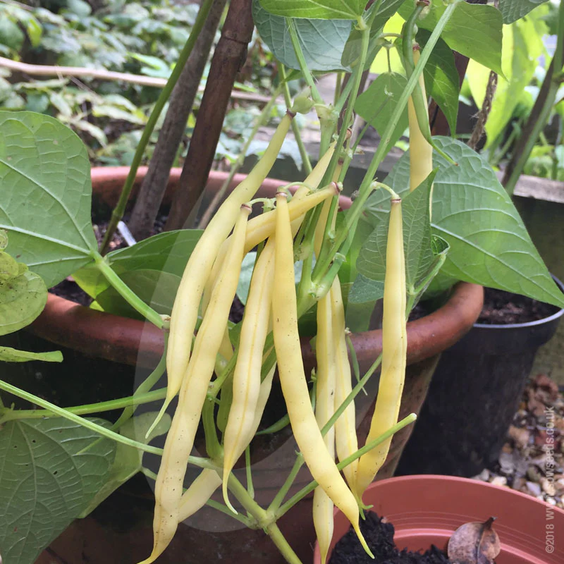 Dwarf French Bean Dior Seeds (AGM) - Image 4
