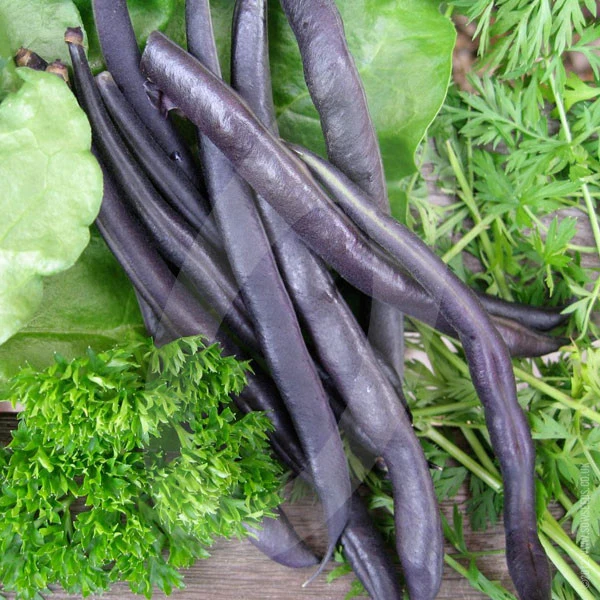 Dwarf French Bean Purple Queen Seeds - Image 2
