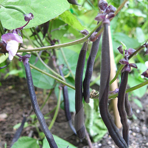 Dwarf French Bean Purple Queen Seeds - Image 3