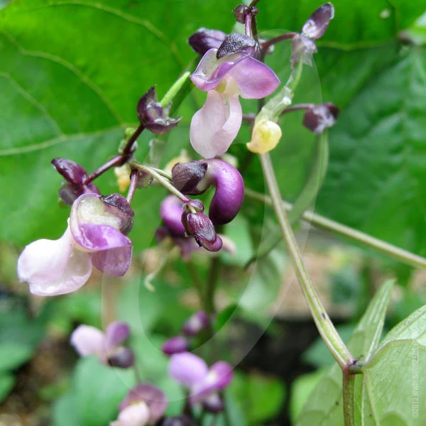 Dwarf French Bean Purple Queen Seeds - Image 4
