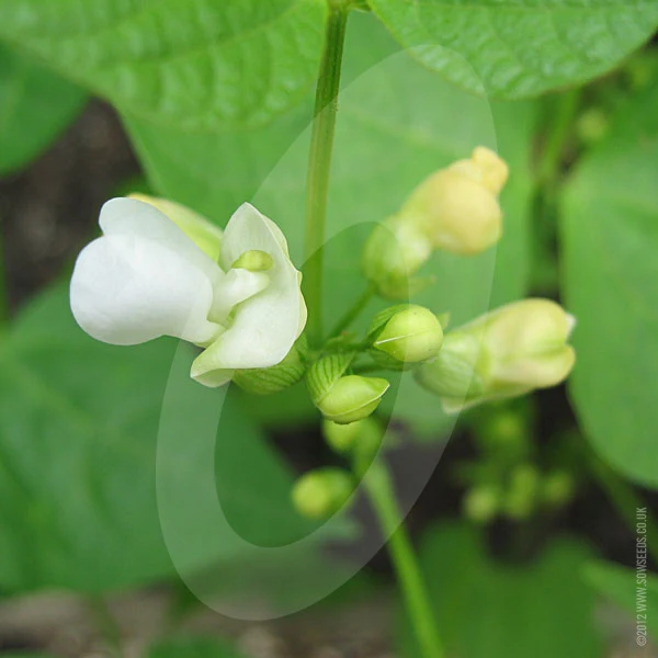 Dwarf French Bean Stanley Seeds (AGM) - Image 3
