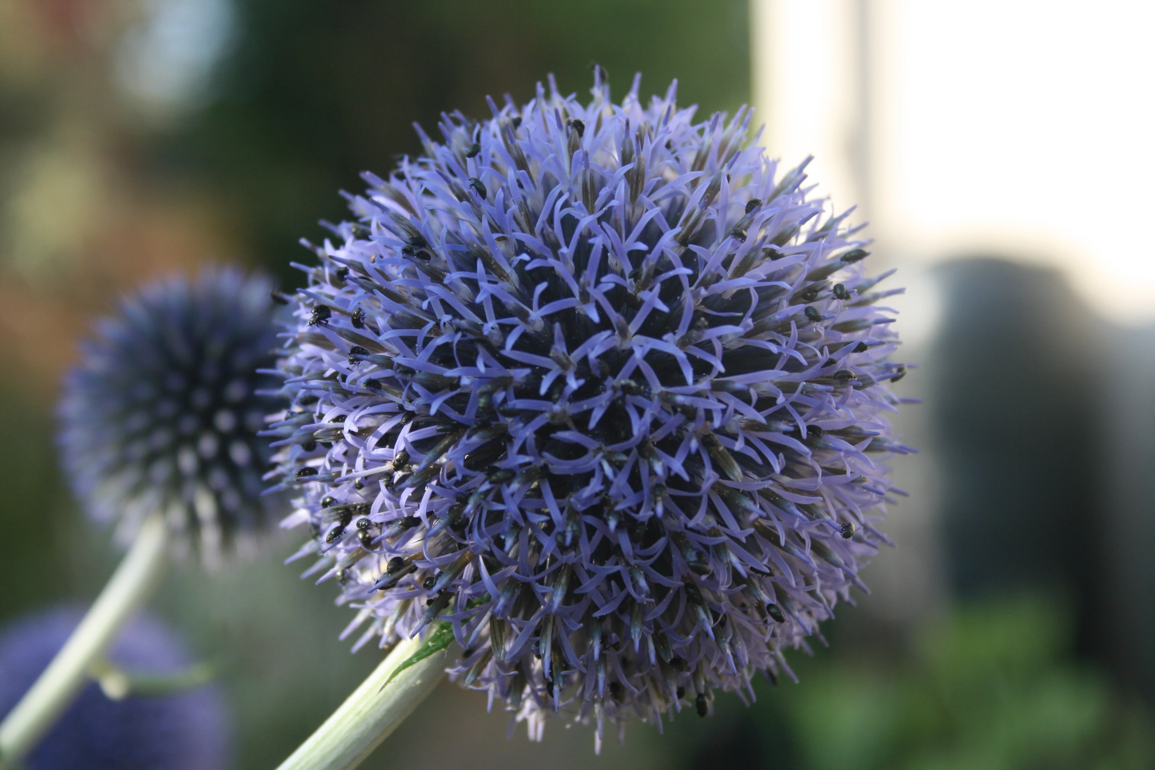 Echinops Ritro Cut Flower Seeds - Image 2