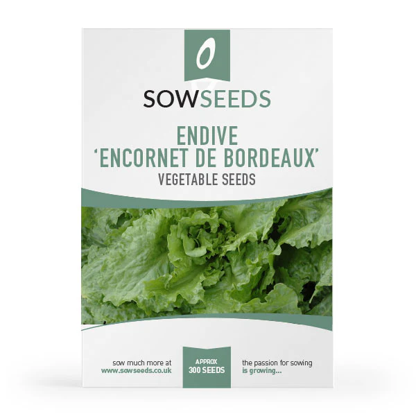 Endive Encornet de Bordeaux Seeds
