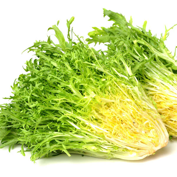 Endive Pancalieri Seeds (AGM) - Image 2