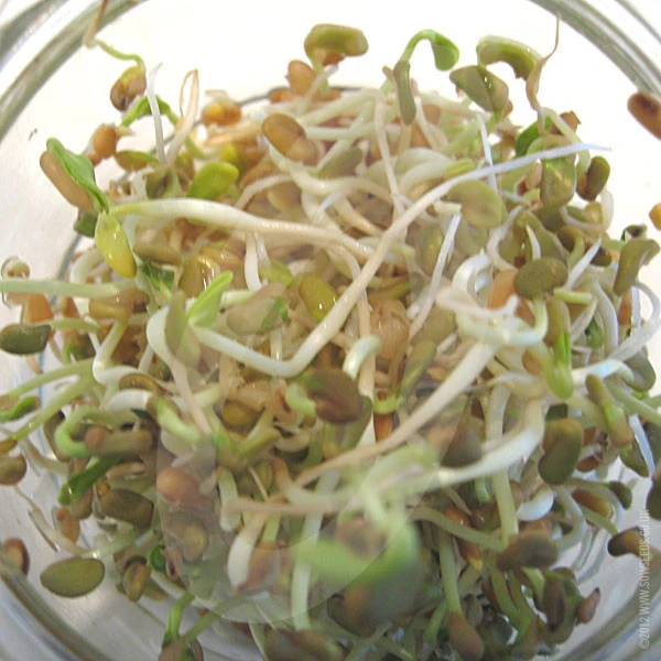 Fenugreek Microgreens Sprouting Seeds - Image 3