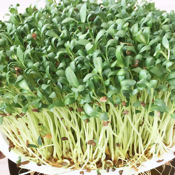 Fenugreek Microgreens Sprouting Seeds - Image 5