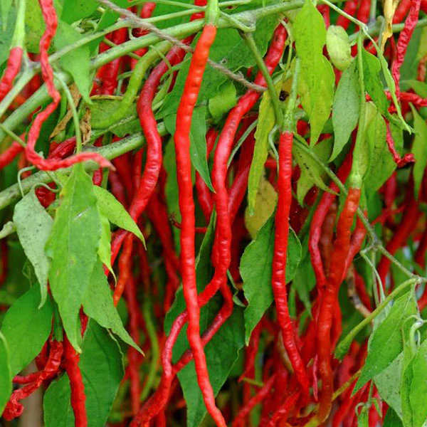Chilli Pepper Fiery Tongues Seeds - Image 2