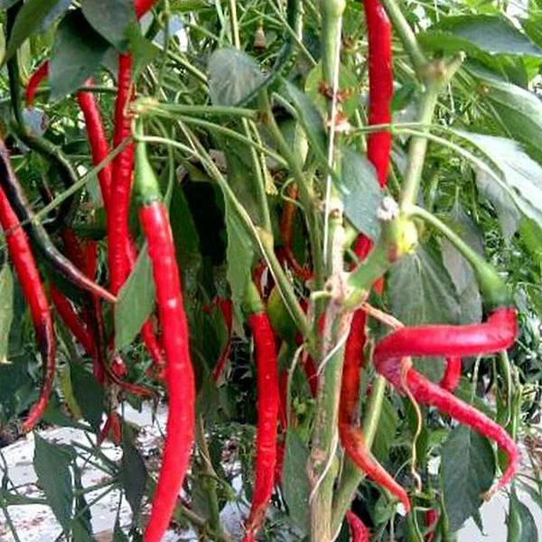 Chilli Pepper Fiery Tongues Seeds - Image 3