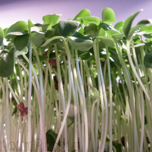 Flax (Brown Linseed) Microgreens Seeds - Image 2
