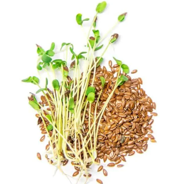 Flax (Brown Linseed) Microgreens Seeds - Image 3