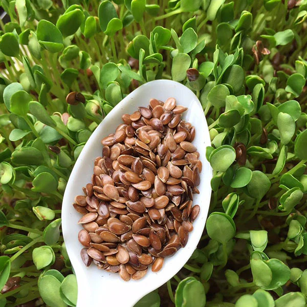 Flax (Brown Linseed) Microgreens Seeds - Image 4