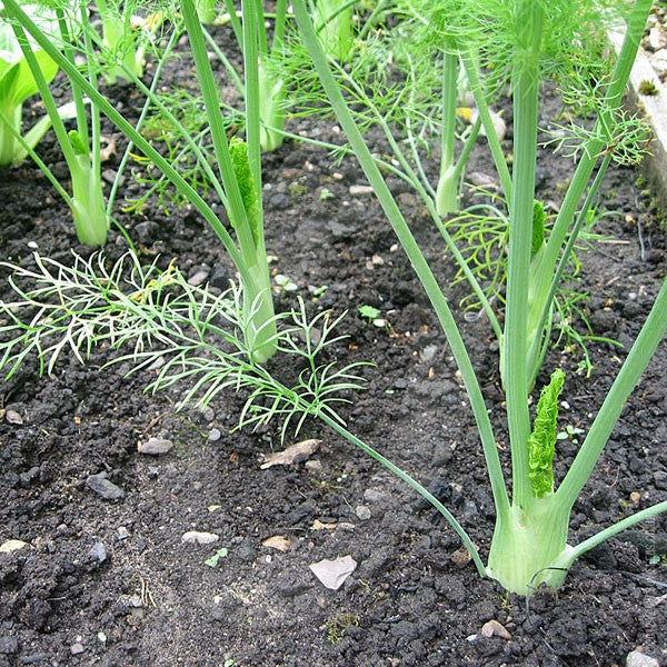 Florence Fennel Zefa Fino Seeds (AGM) - Image 3