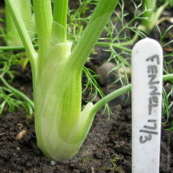 Florence Fennel Zefa Fino Seeds (AGM) - Image 4