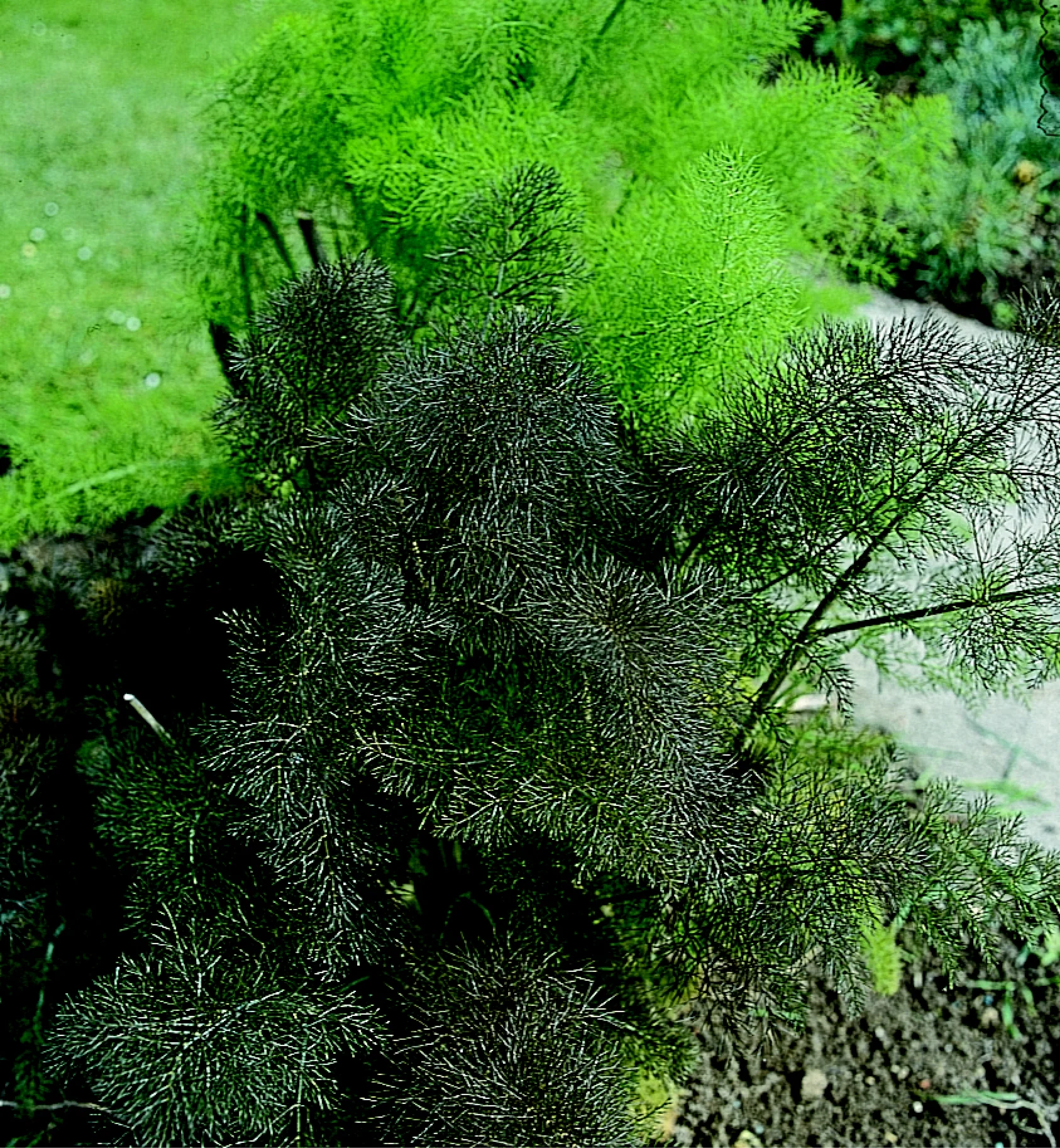 Foeniculum Vulgare 'Purpureum' Cut Flower Seeds - Image 2