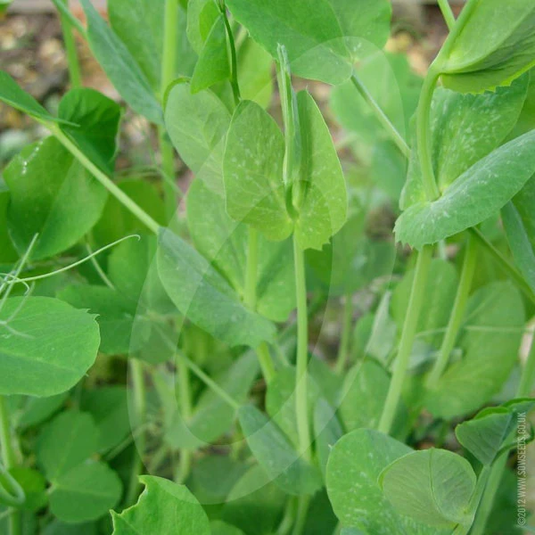 Green Manure Forage Pea Seeds - Image 3
