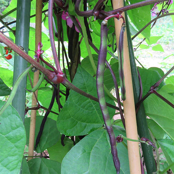 French Bean Climbing Cosse Violette Seeds - Image 3