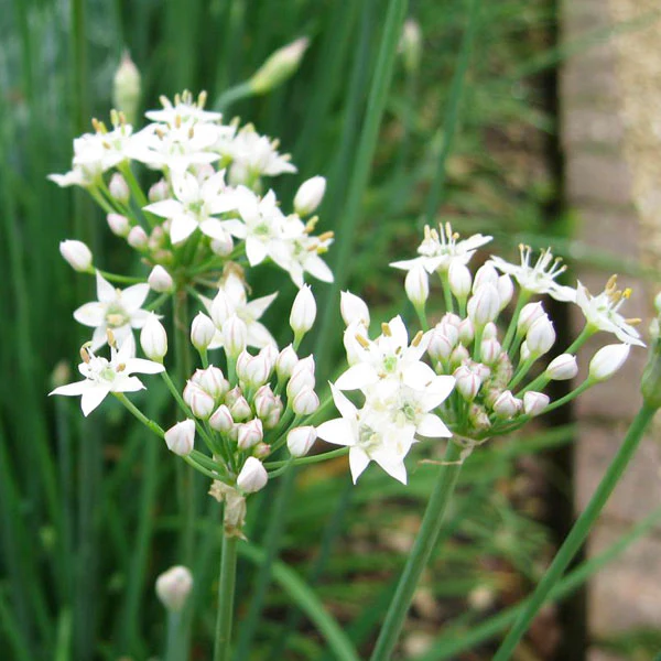 Garlic Chives Chinese Leek Microgreens Sprouting Seeds - Image 3