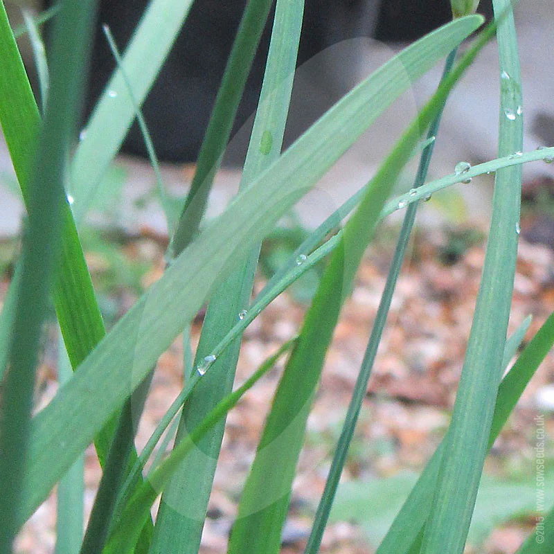 Herb Garlic Chives Seeds - Image 3