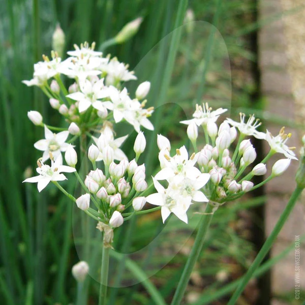 Herb Garlic Chives Seeds - Image 4