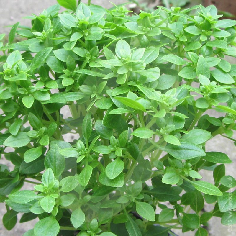 Herb Greek Basil Seeds - Image 3