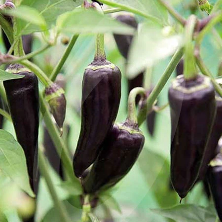 Chilli Pepper Gusto Purple F1 Seeds - Image 3