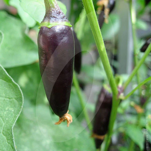Chilli Pepper Gusto Purple F1 Seeds - Image 4
