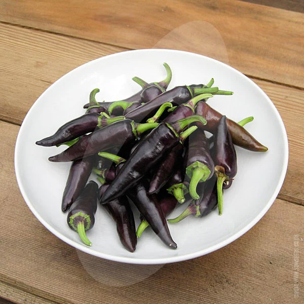 Chilli Pepper Gusto Purple F1 Seeds - Image 5