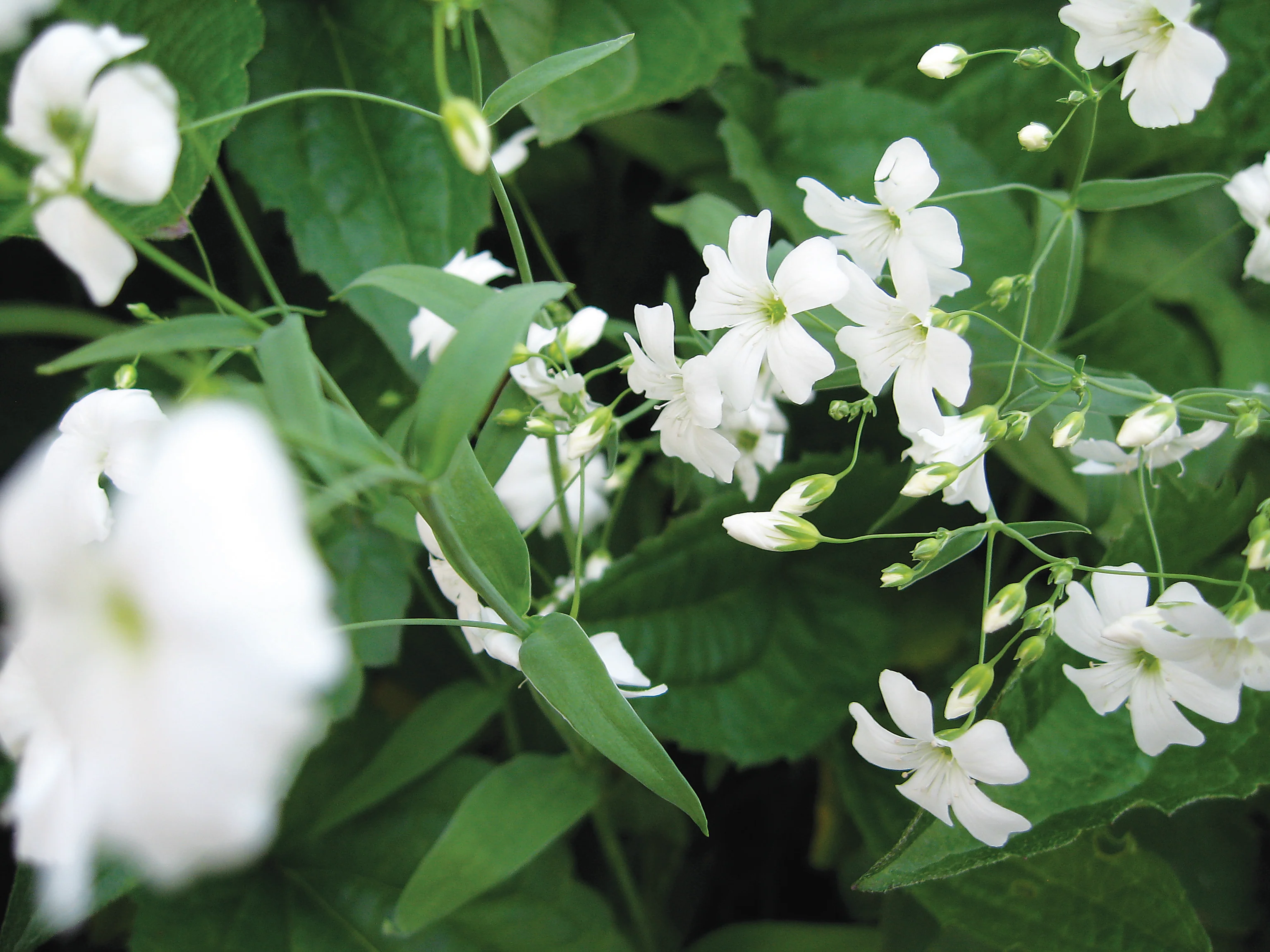 Gypsophila Elegans Covent Garden White Cut Flower Seeds - Image 2
