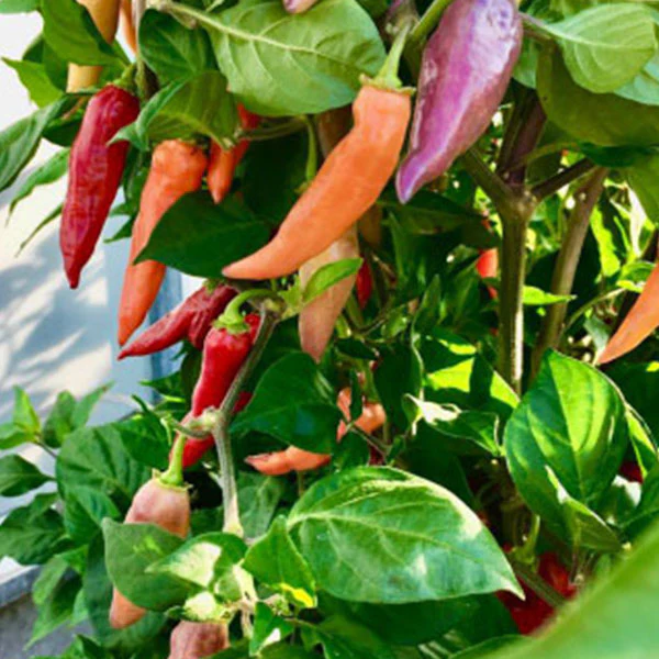 Chilli Pepper Habanero Aroma Seeds - Image 2