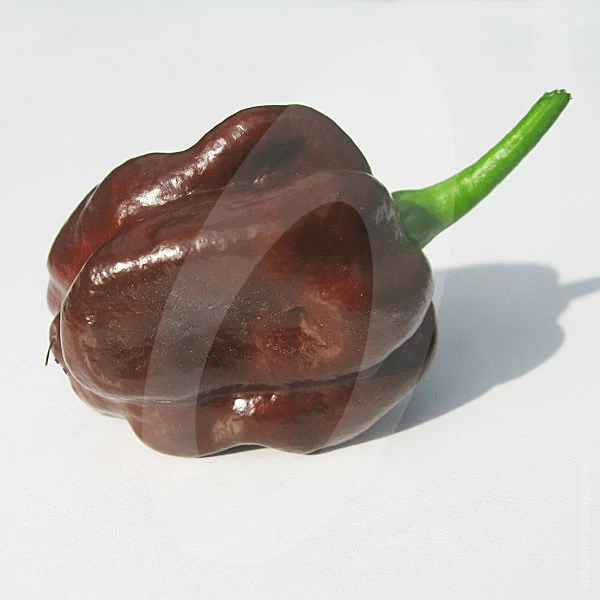 Chilli Pepper Habanero Chocolate Seeds - Image 3