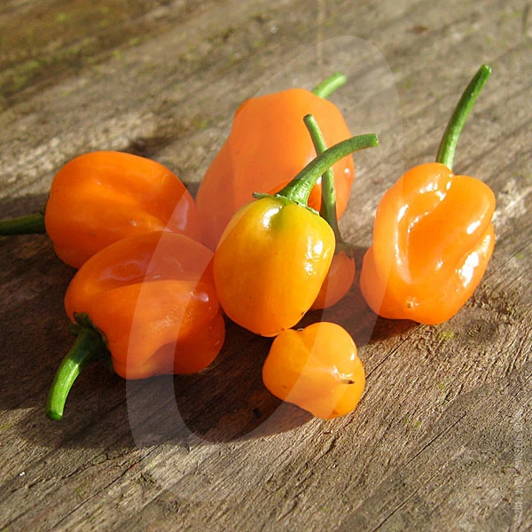 Chilli Pepper Habanero Orange Seeds - Image 3
