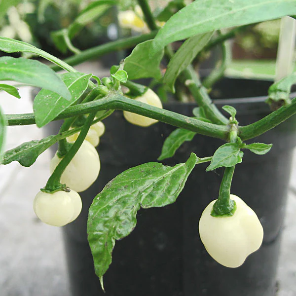 Chilli Pepper Habanero White Heat Seeds - Image 2