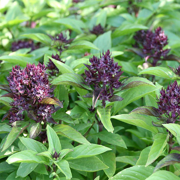 Herb Basil Siam Queen Seeds - Image 4