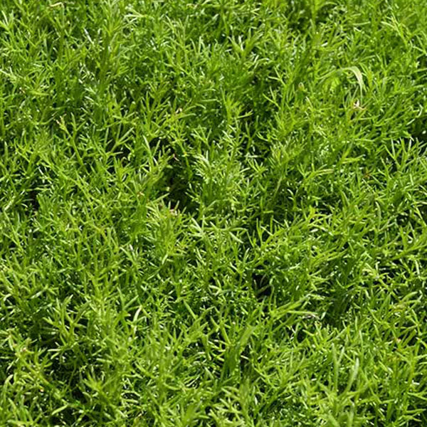 Herb Chamomile Lawn Seeds - Image 2