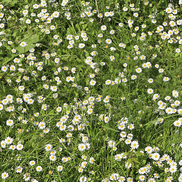 Herb Chamomile Lawn Seeds - Image 3