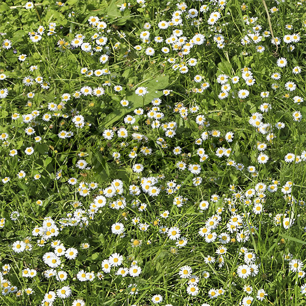 Herb Chamomile Lawn Seeds - Image 4