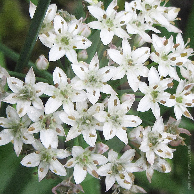 Herb Garlic Wild Ramsoms Seeds - Image 2