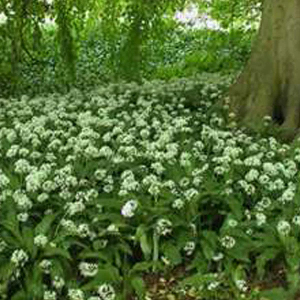 Herb Garlic Wild Ramsoms Seeds - Image 4