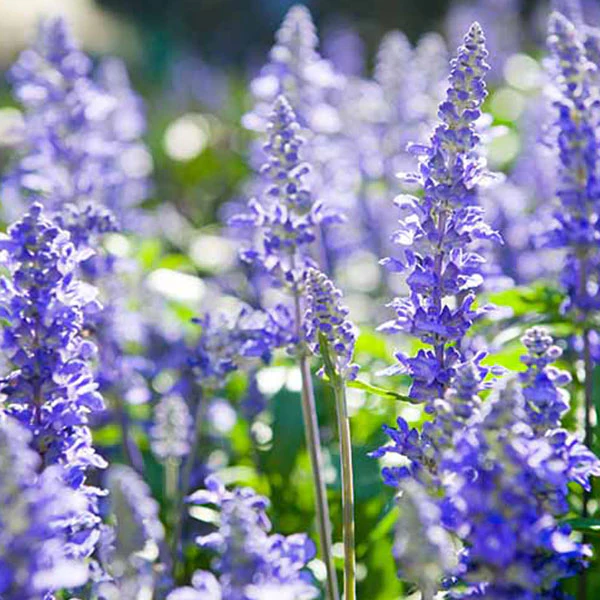 Herb Hyssop Seeds - Image 2