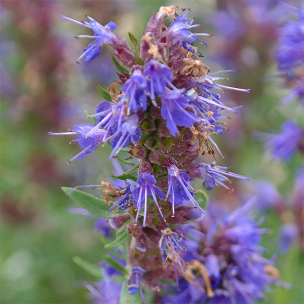 Herb Hyssop Seeds - Image 3
