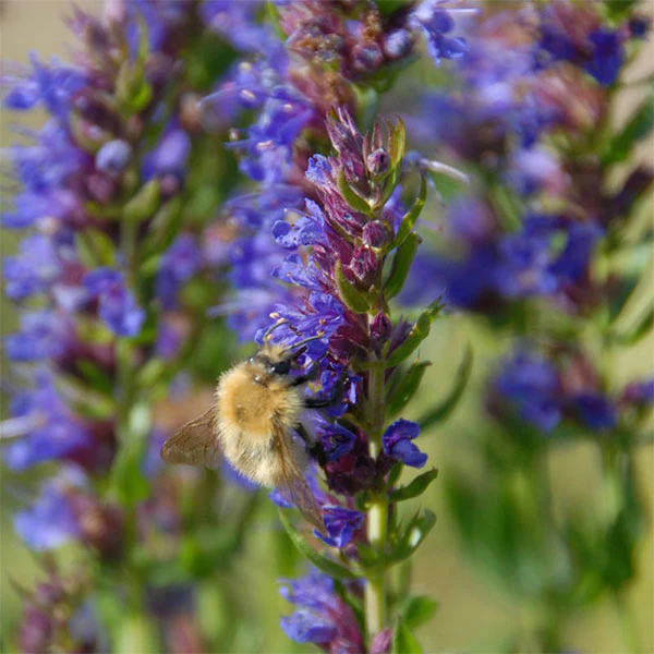 Herb Hyssop Seeds - Image 4