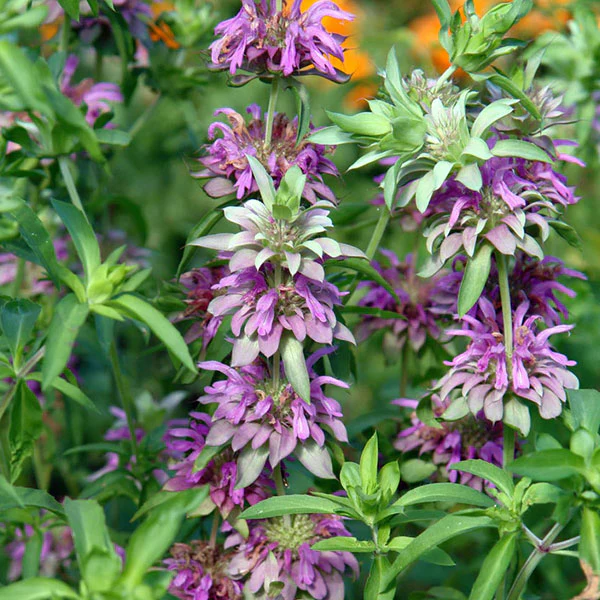Herb Lemon Mint Seeds - Image 2