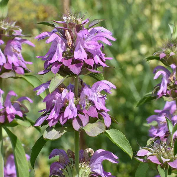 Herb Lemon Mint Seeds - Image 3