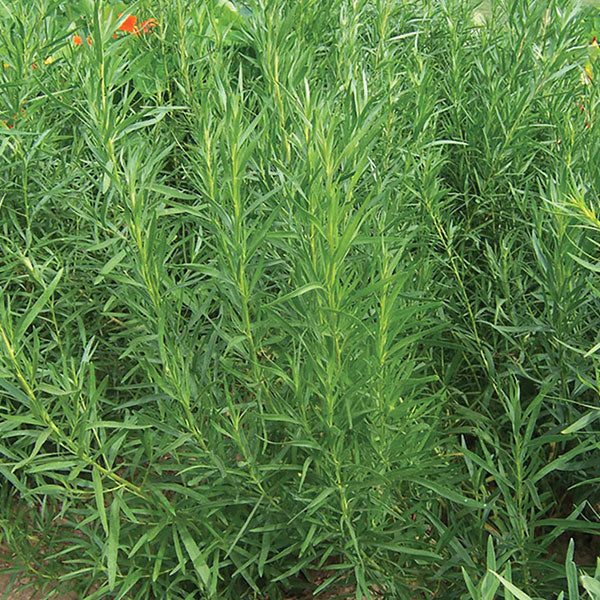 Herb Tarragon Seeds - Image 4