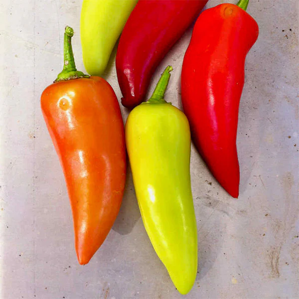 Chilli Pepper Hot Lolly Seeds - Image 2