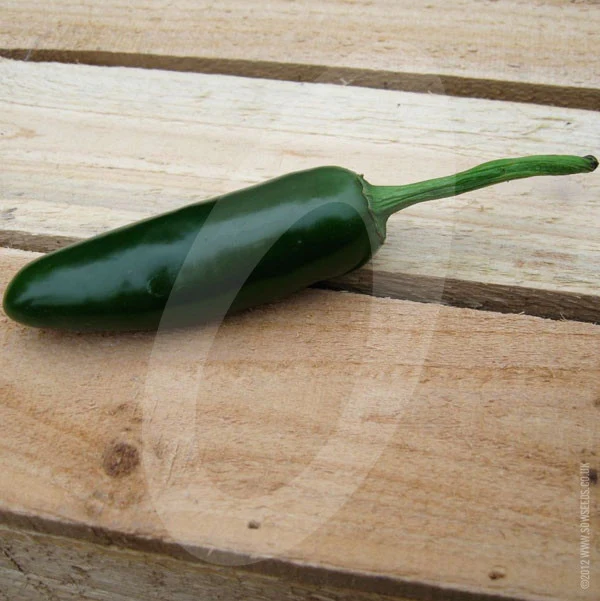 Chilli Pepper Jalapeno Seeds - Image 5